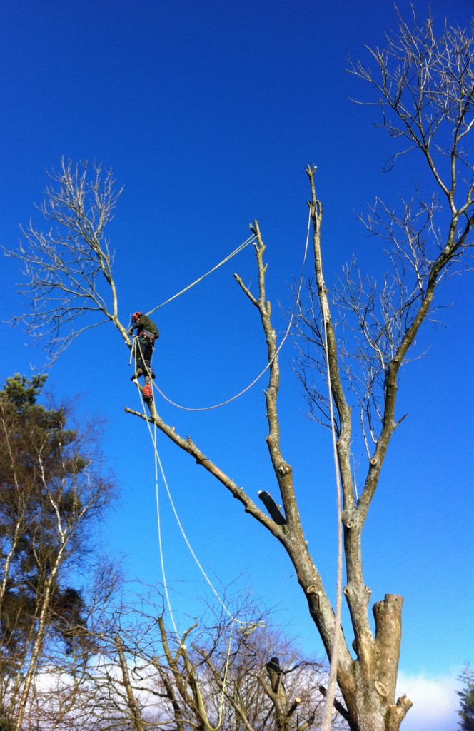 Richard Morgan Tree Surgery